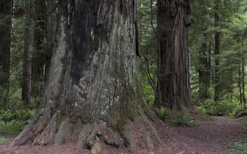 Redwoods along U.S. 101, Redwood National and State Parks, Northern California