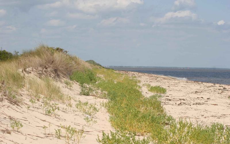 Sand dunes along the beach at Prime Hook National Wildlife Refuge, Delaware