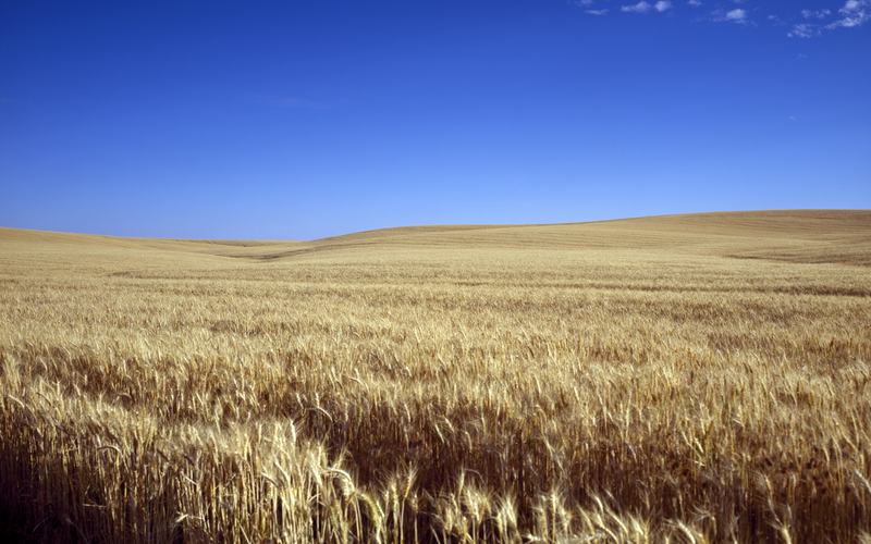 A field of wheat in Kansas