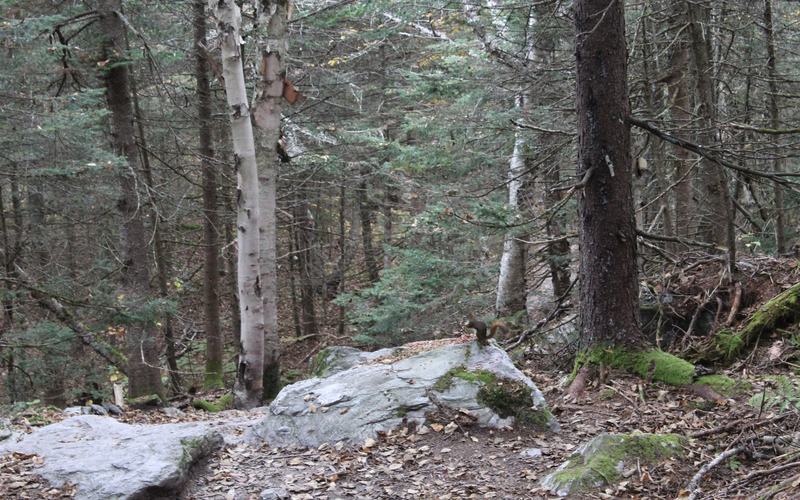 Fall foliage in the Green Mountain National Forest, Vermont