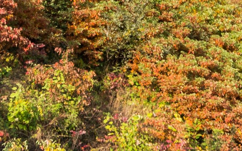 Fall colour in Shenandoah National Park, Virginia